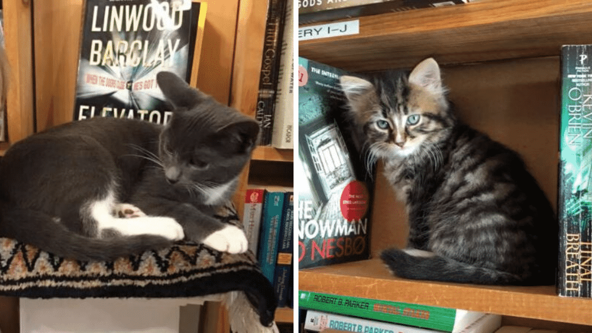 Library Finds a Brilliant Way to Get Stray Kittens Adopted |