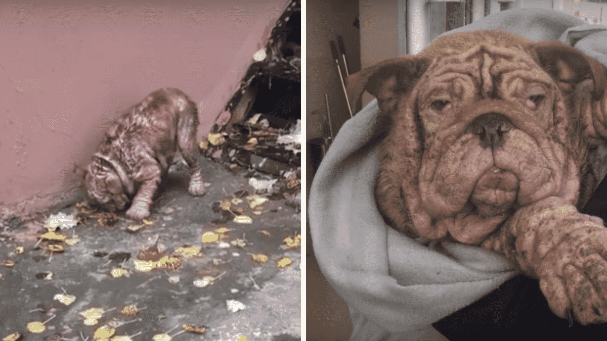 Slaughterhouse Survivors Save A Puppy with Severe Mange After She Was Abandoned And Left to Die |