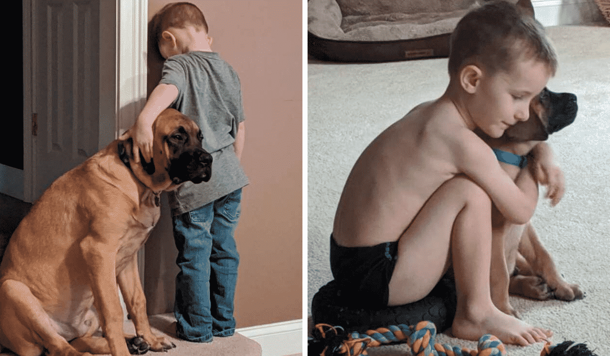 Dog Refuses to Leave His Best Friend When He Was in Trouble |