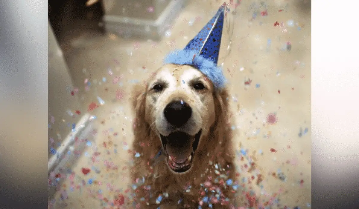 20 Unbelievably Sweet Photos of Senior Dogs Celebrating Their Birthdays |