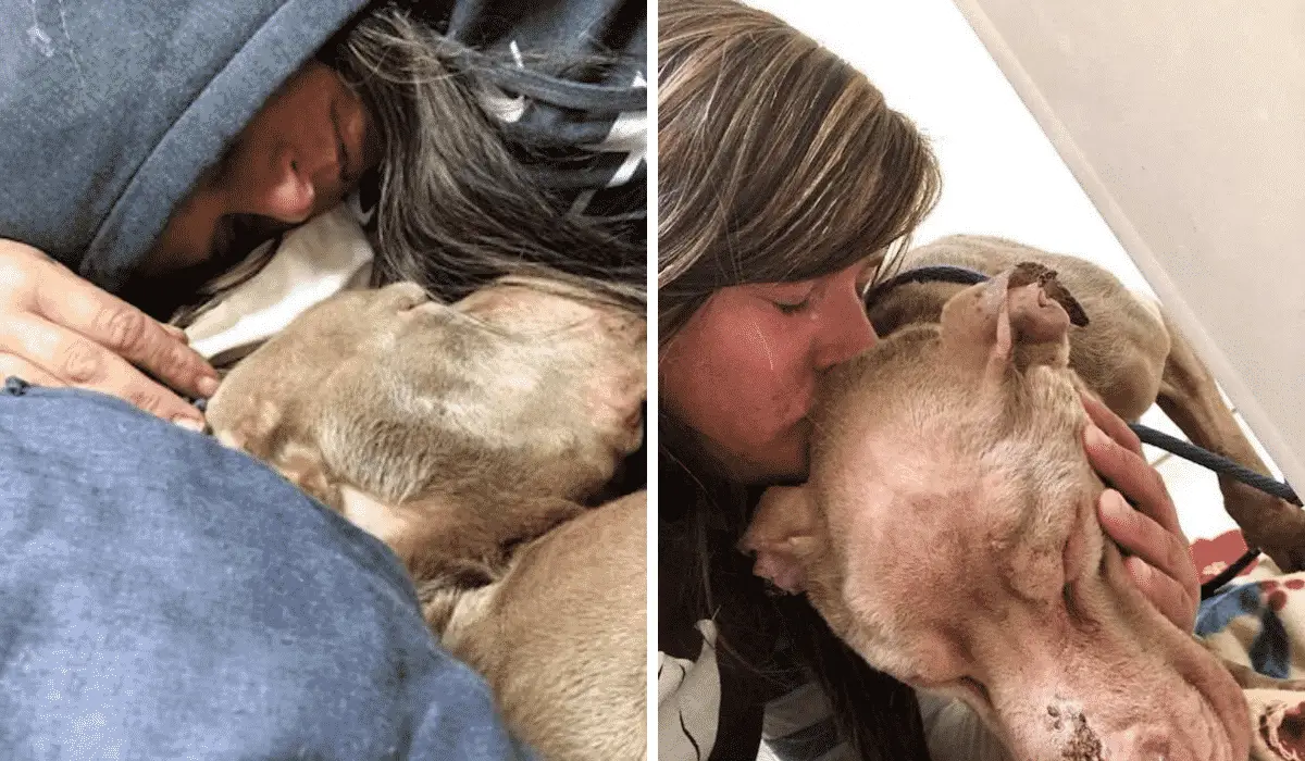 Woman Spends All Night Holding Shelter Dog in Her Arms So He Won't Die Alone |