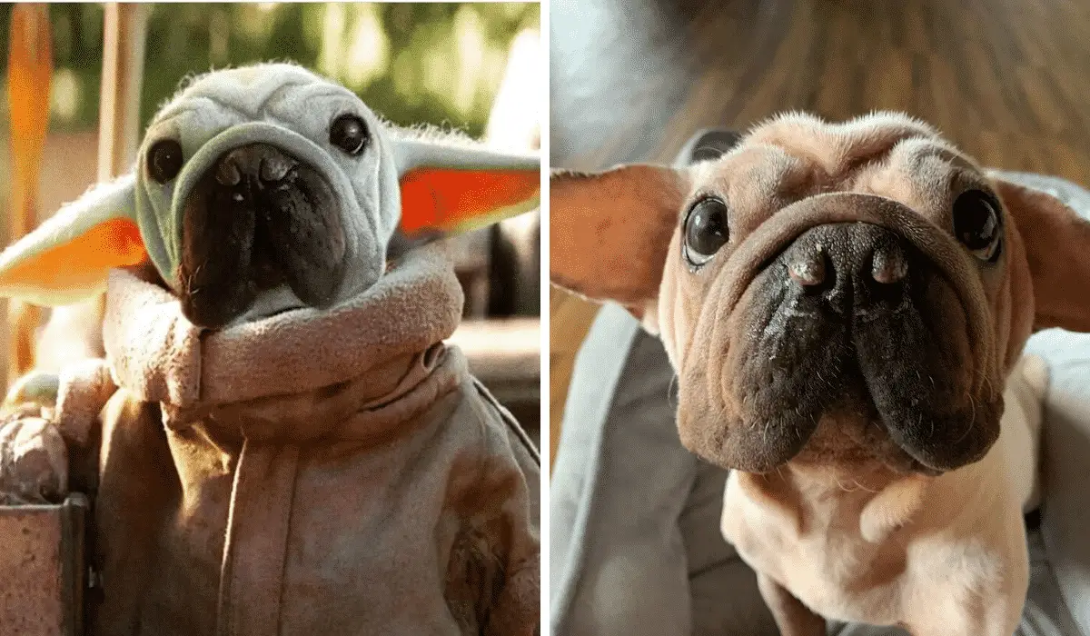 Puppy That Looks Like Baby Yoda is The Newest Internet Sensation |