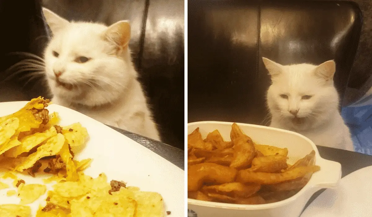 Meet Smudge - The Cat From The Hilarious Trending Meme |