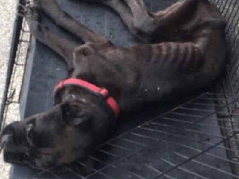 Justice for a Dog from Ohio Who Left Alone Starving To Death In a Cage! |