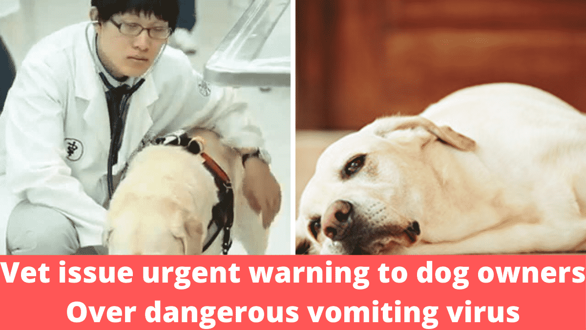 Vet Issues Urgent Warning to Dog Owners Over Dangerous Vomiting Virus |