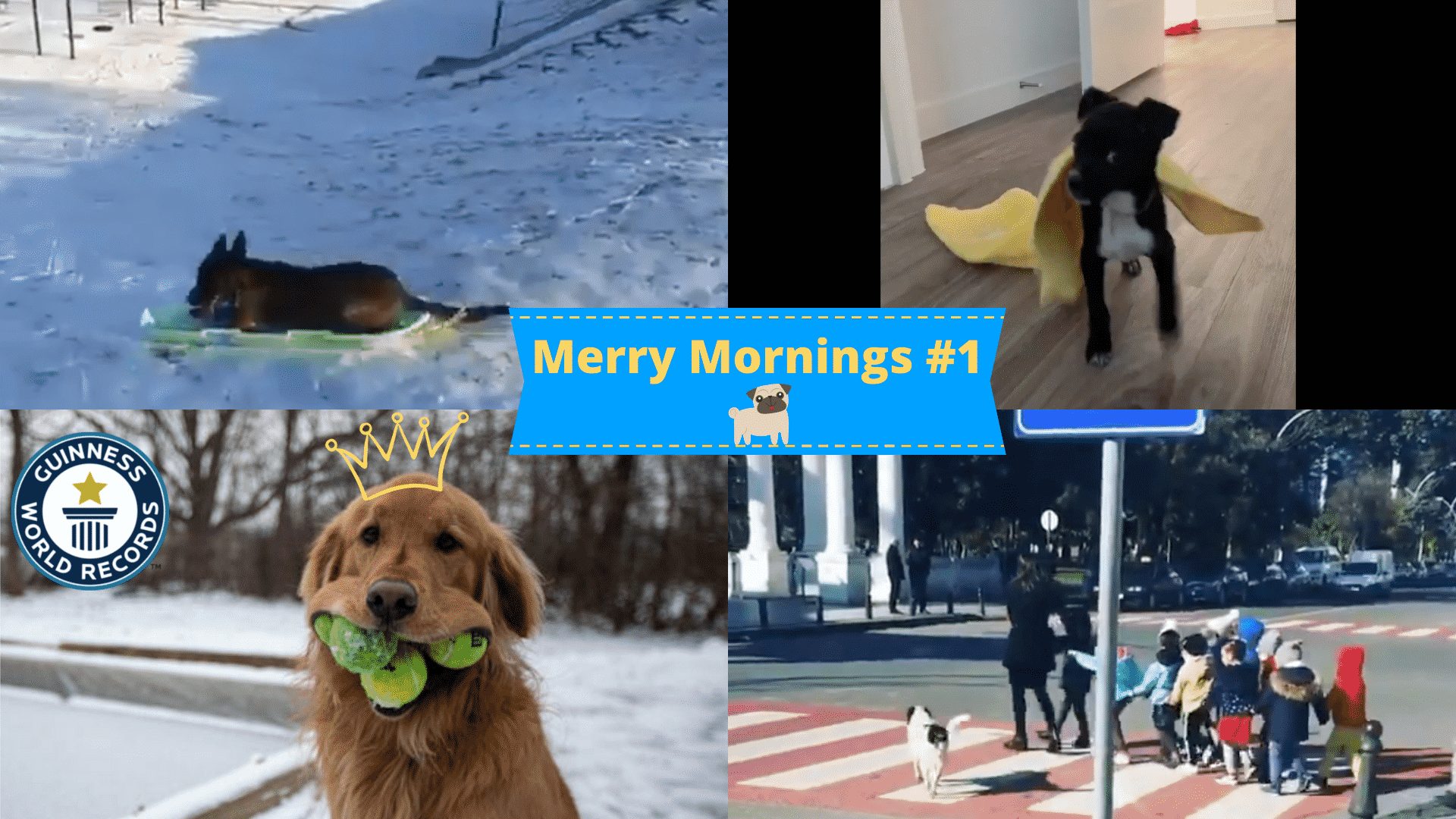 5 Adorable Doggish Moments You Need to Witness! |