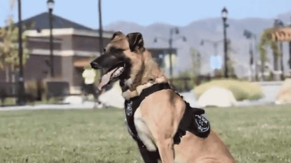A Police Dog Shot Dead In The Line Of Duty. His Team Decided To Do Something Very Special To Him Before The Last Goodbye. |