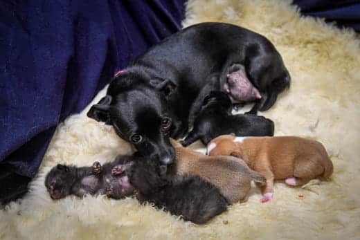 Mother Dog Nurses and Raises Kittens As If They Are Her Own Along With Her Three Puppies |