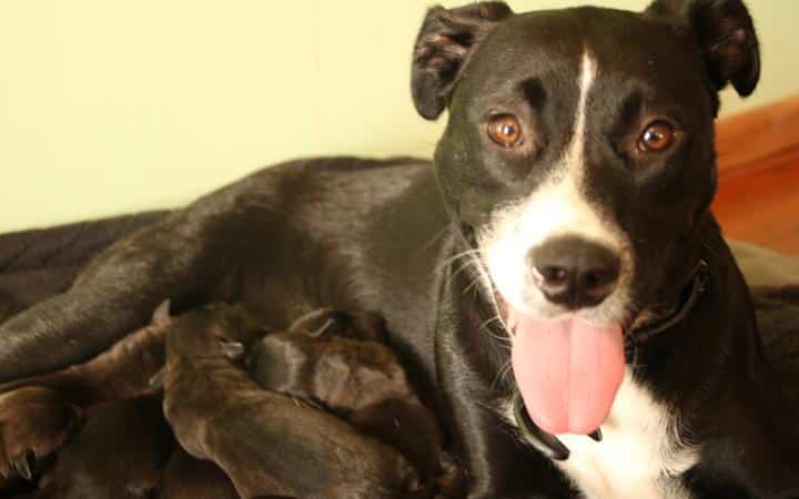 Couple Adopts Desexed Dog, Then She Gives Birth to Eight Wonderful Puppies |