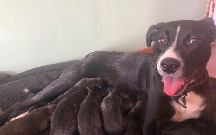 Couple Adopts Desexed Dog, Then She Gives Birth to Eight Wonderful Puppies |