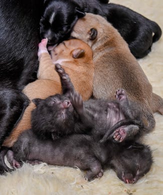 Mother Dog Nurses and Raises Kittens As If They Are Her Own Along With Her Three Puppies |