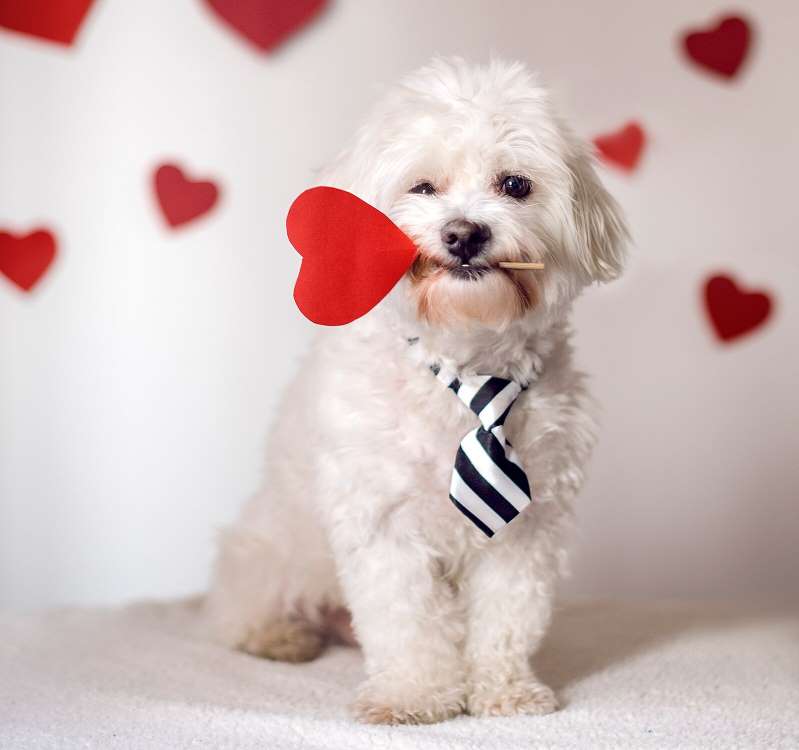 A Shocking Number of Americans Would Rather Spend Valentine's Day With Their Pets |