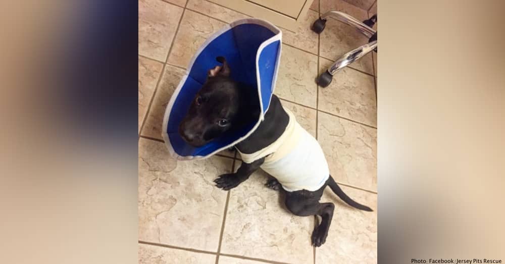 Someone Lit a Pit Bull Puppy On Fire With a Blow Torch Intentionally, But This Wasn't The End for The Young Pup |