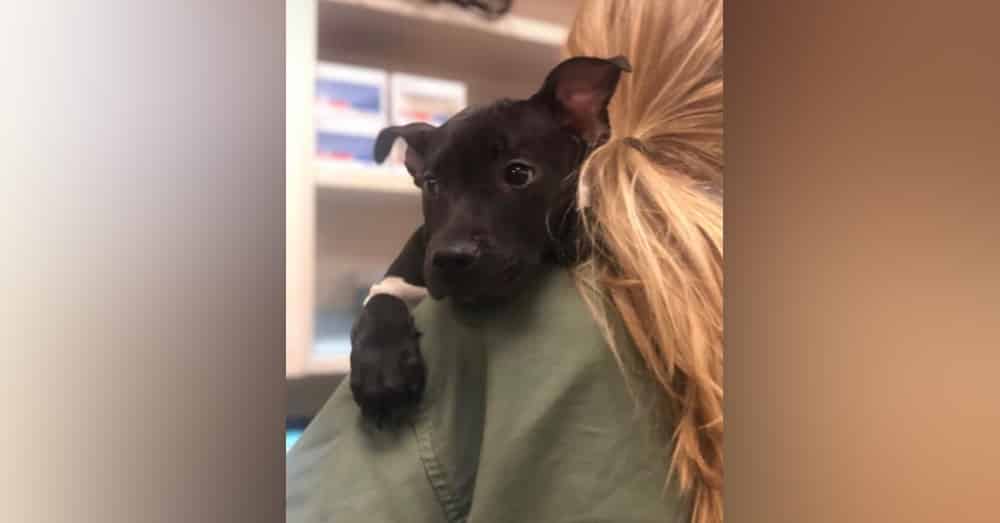 Someone Lit a Pit Bull Puppy On Fire With a Blow Torch Intentionally, But This Wasn't The End for The Young Pup |