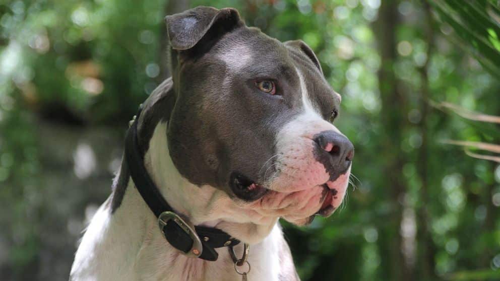 Denver Votes to Repeal the Unfair 30-year Ban on Pit Bulls, but Will They Win the Case? |