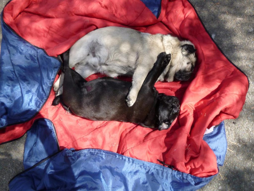 A Pair Of Pugs Were "Cooked To Death" After Their Owner Left Them For Eight Hours In A Tent. |