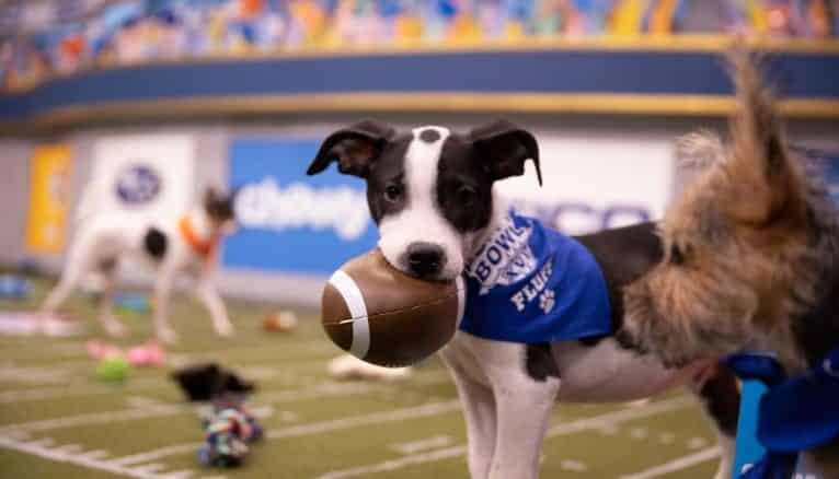 Forget the Super Bowl, You Need to Watch the Puppy Bowl: The Special Event For Puppies Changing Their Lives |