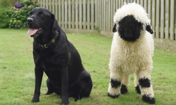 Watch: Sheep is Best Friends with a Dog, So He Thinks He is Also a Dog |