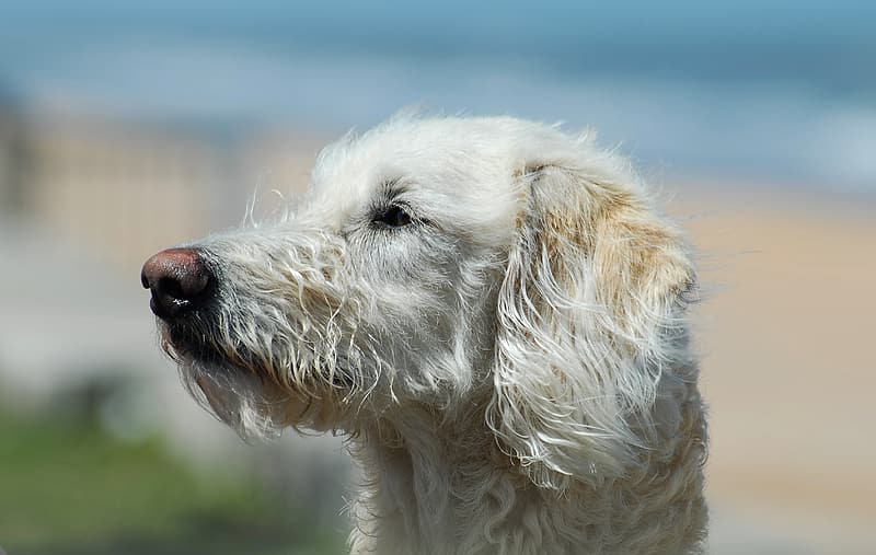 Get Stains Out of White Dog Fur  by Following These Simple Steps- White dog