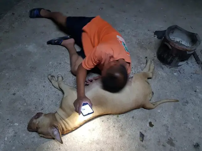 Heroic Dog Risks Her Life to Save Her Family From A Cobra Trying to Enter into their Home |