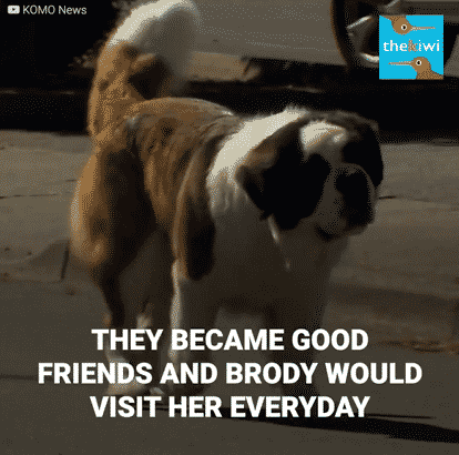 An Adorable Friendship Between A Senior Woman and A Dog But A Tragic Event Will Separate Them! |