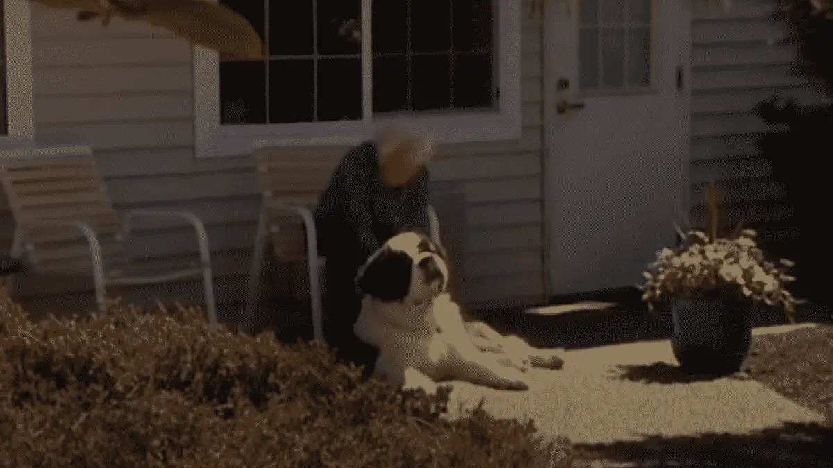 An Adorable Friendship Between A Senior Woman and A Dog But A Tragic Event Will Separate Them! |