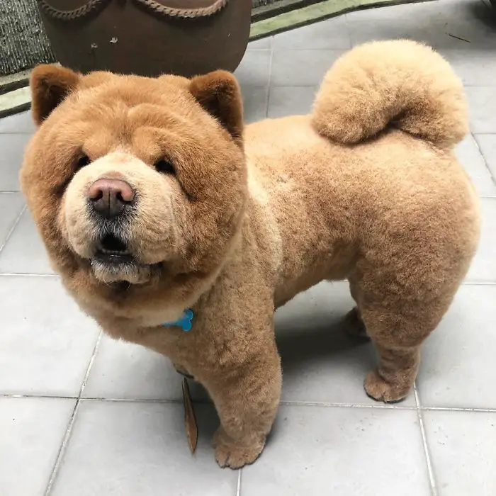 Adorable Pictures of a Chow Chow Dog Who looks Like A Bear |