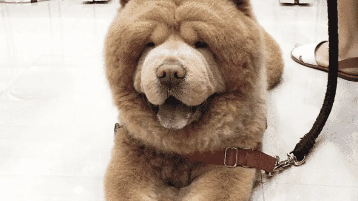 Adorable Pictures of a Chow Chow Dog Who looks Like A Bear |