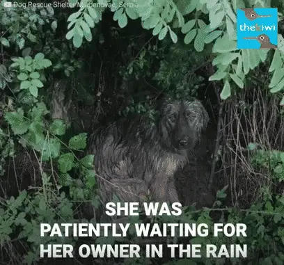 Loyal Dog Was Abandoned in the Rain and Desperately Waited for Her Owner to Come and Take Her Back! |