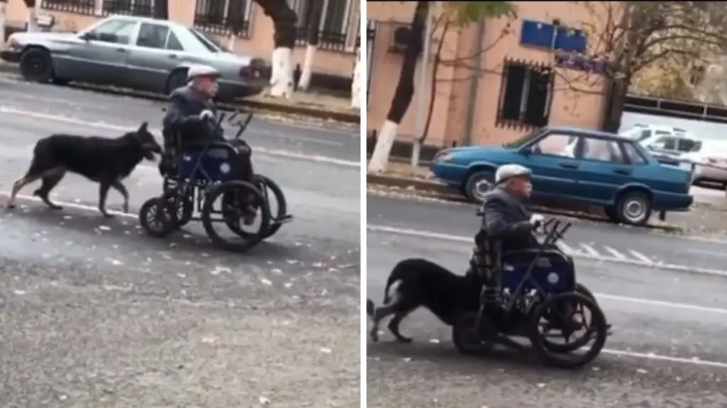 German Shepherd is Seen Pushing His Elderly Owner’s Wheelchair