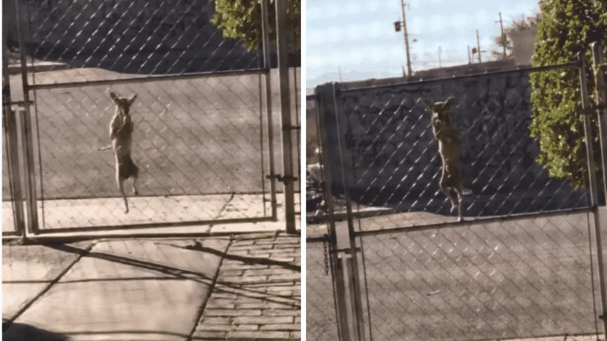 Video Captures Smart Dog Showing His Escape Artist Side As He Scales Gate |