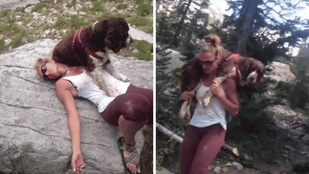 Amazing Woman Finds Injured Dog in Woods, Carries Him For 6 Hours To Save His Life |