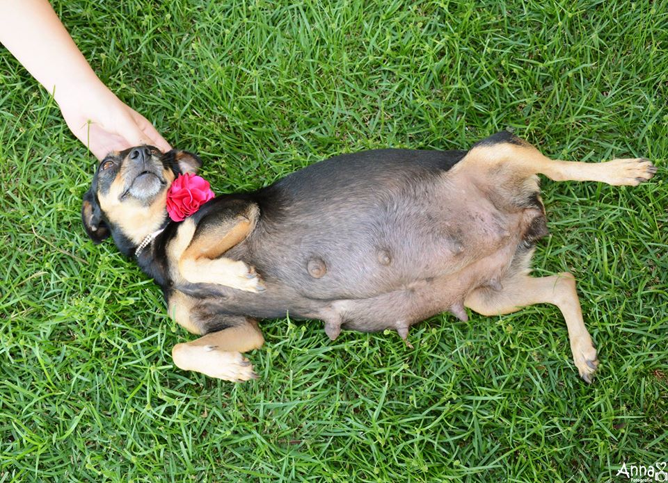 Mama Dog Glows Like a Star in The Best Maternity Photo Shoot Ever |