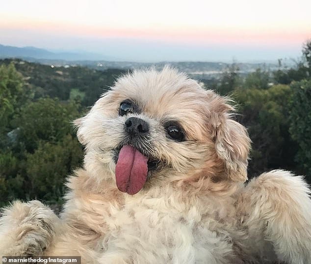 America's Most Famous Instagram Dog Passes Away, Leaves Millions Heartbroken |