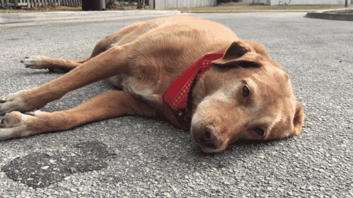 A Loyal Dog Refused to Leave His Dog Parent After An Accident that Took Her Life! |