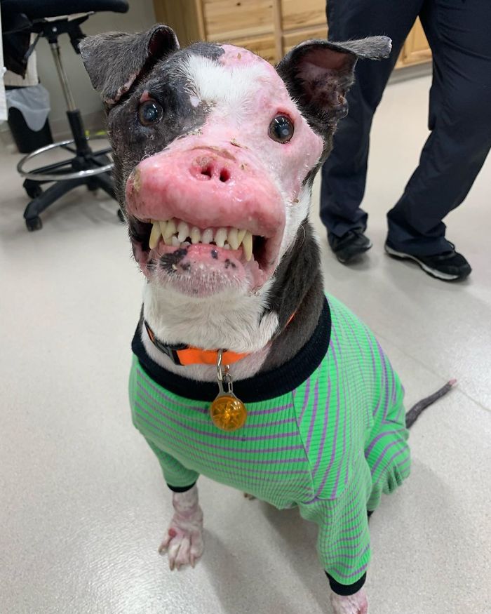 An Abandoned Dog with A Disfigured Face is Rescued From the Streets and is On the Road to Recovery |