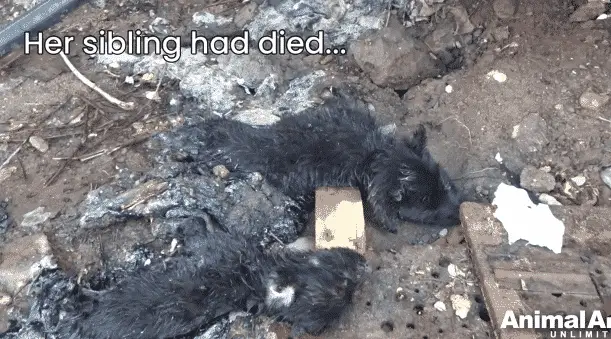 A Puppy Was Crying in Pain Because She Was Stuck in Rock-Solid Tar and Couldn't Move |