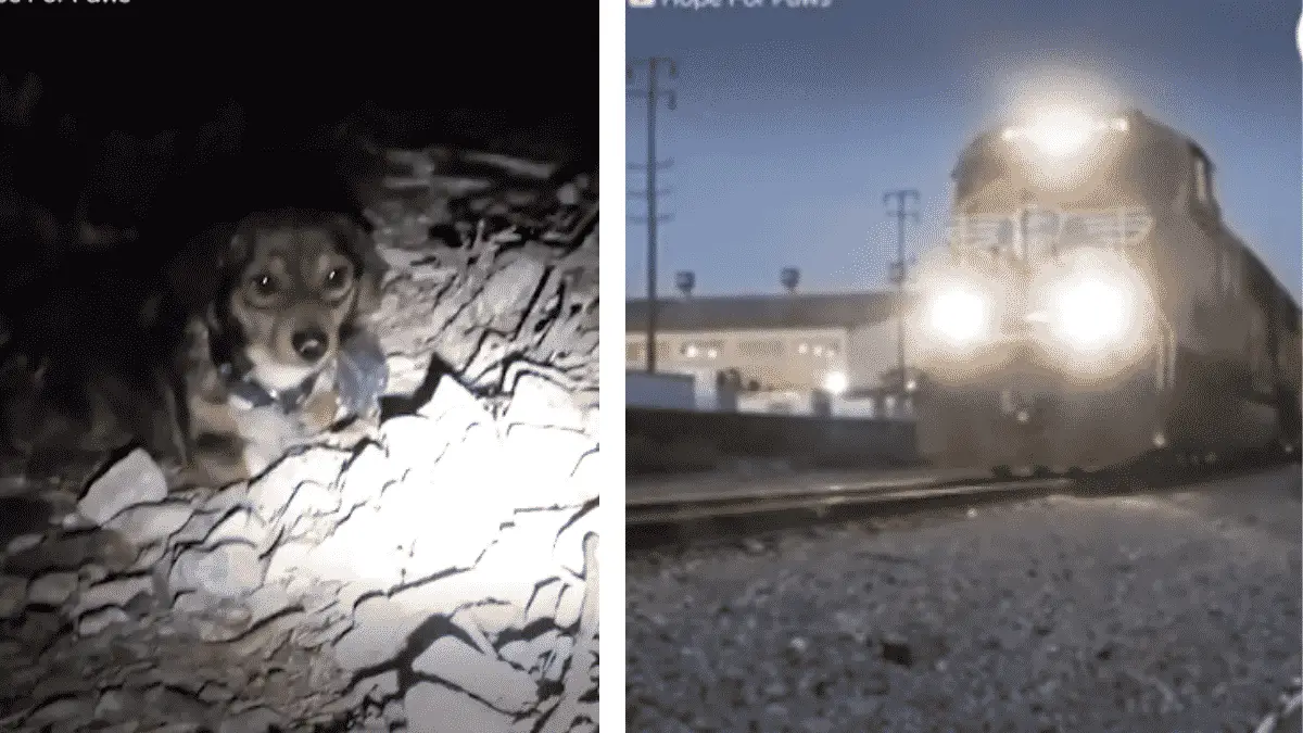 A Dog Who Was Abandoned Near A Railway Sat All Alone Frightened from the Train's Sound |