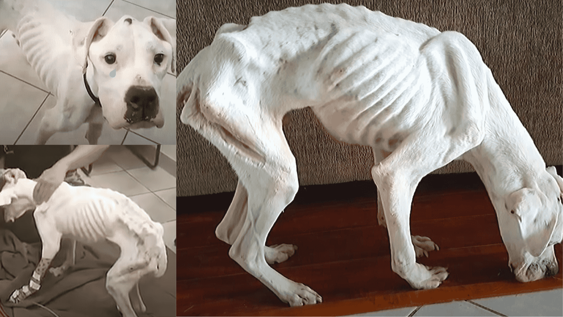 A Man Thought He Saw a Bag of Bones- Turns Out He Saw A Malnourished Dog Who Was Starving and Dying!