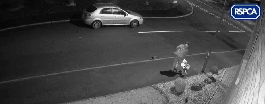 Heartbreaking Moment Abandoned Dog Tries Anything To Get Back into Owner's Car As He Drives Away |