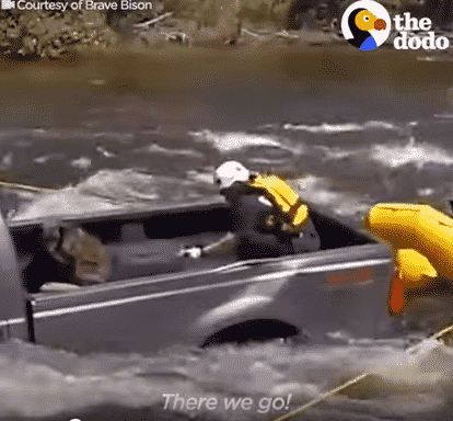 A Dog Was Helplessly Trapped on A Truck in the Middle of A River! |