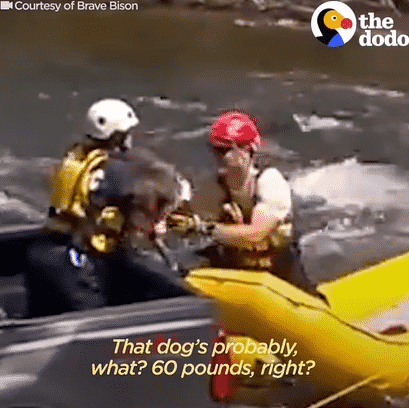 A Dog Was Helplessly Trapped on A Truck in the Middle of A River! |