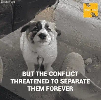Soldier Rescues A Puppy in the Middle of War Ruins Changing Both His Life As Well As Her's |