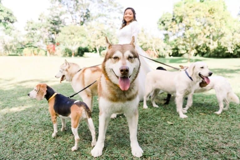Best Wedding EVER|Seven Dogs Completely Steal Their Owners' Wedding, and Deservingly So! |