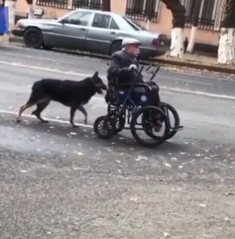 Magnificent Moment German Shepherd is Seen Pushing His Elderly Owner's Wheelchair Down Road |