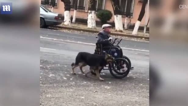 Magnificent Moment German Shepherd is Seen Pushing His Elderly Owner's Wheelchair Down Road |