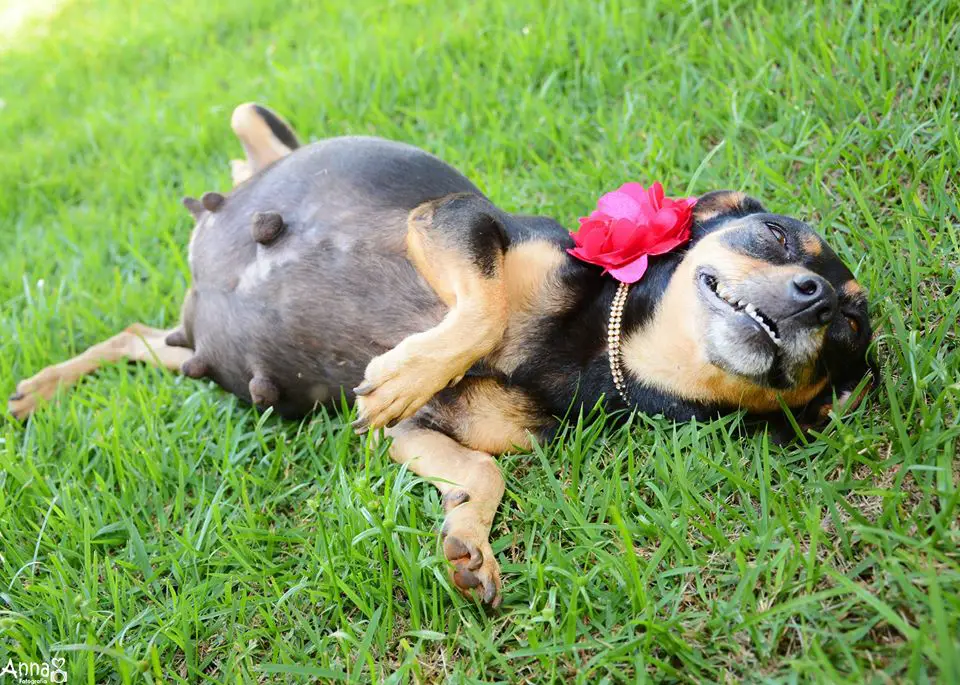 Mama Dog Glows Like a Star in The Best Maternity Photo Shoot Ever |