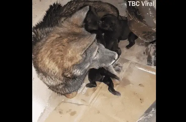 Amazing Mother Dog Enters a Drain Pipe to Save Her Puppies Who Were Stuck Underground! |