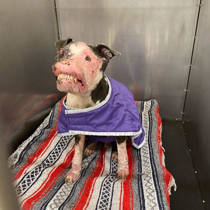 An Abandoned Dog with A Disfigured Face is Rescued From the Streets and is On the Road to Recovery |