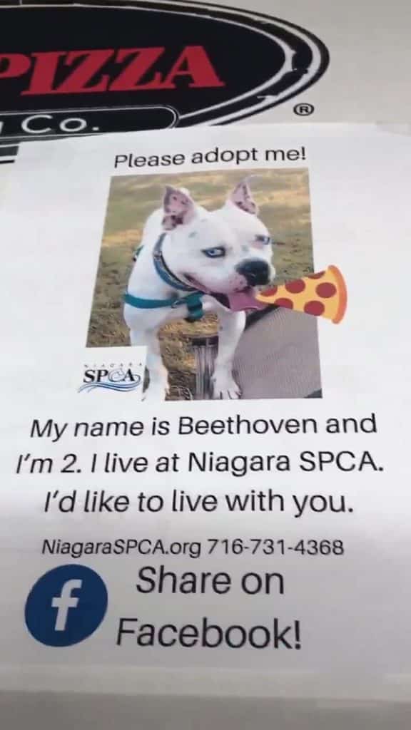 Local Shelter and Pizza Place Team Up to Get Dogs Adopted By Putting Their Photos on Pizza Boxes |